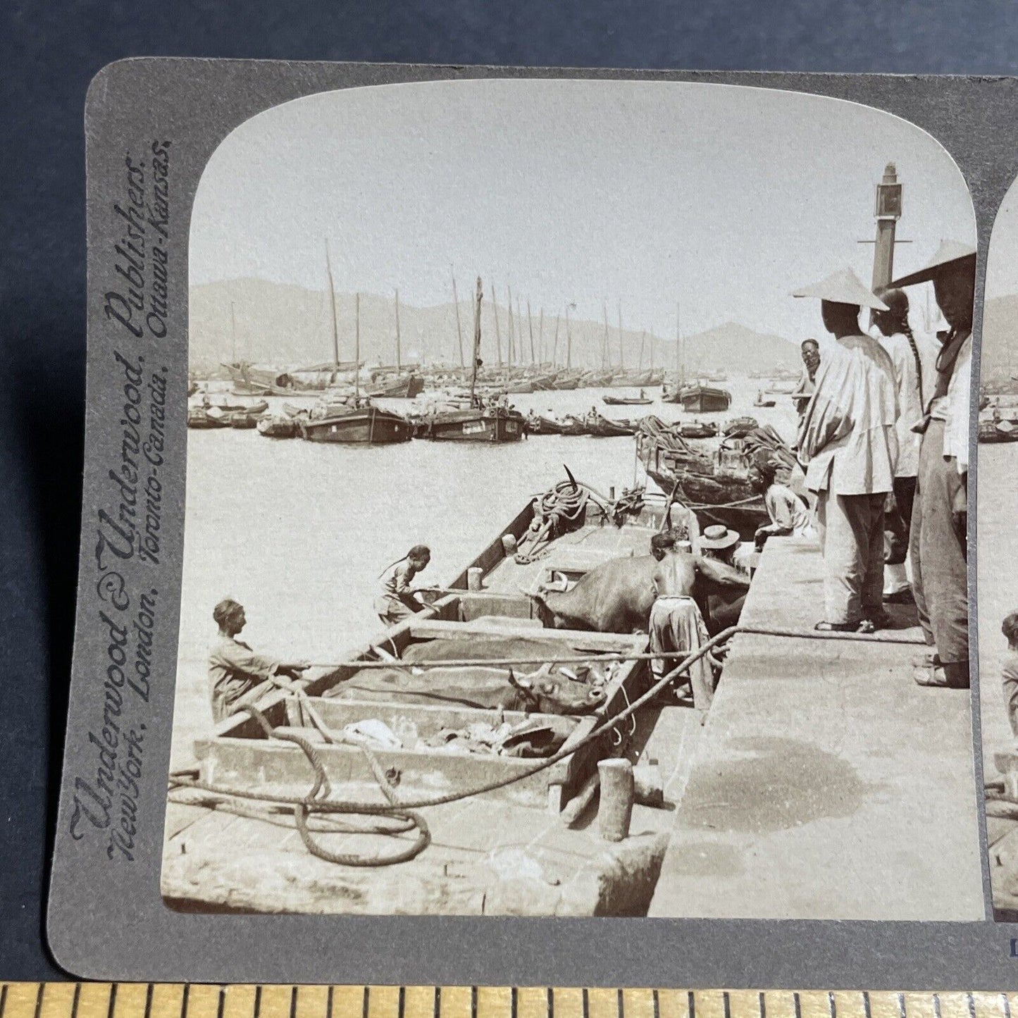 Antique 1904 Loading Cattle Onto Boats For Russia Stereoview Photo Card P5618