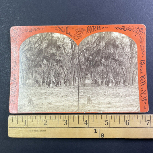 A. Orr Self-Portrait Fruit Cove Florida Stereoview Oak Forest Antique c1870 Y040