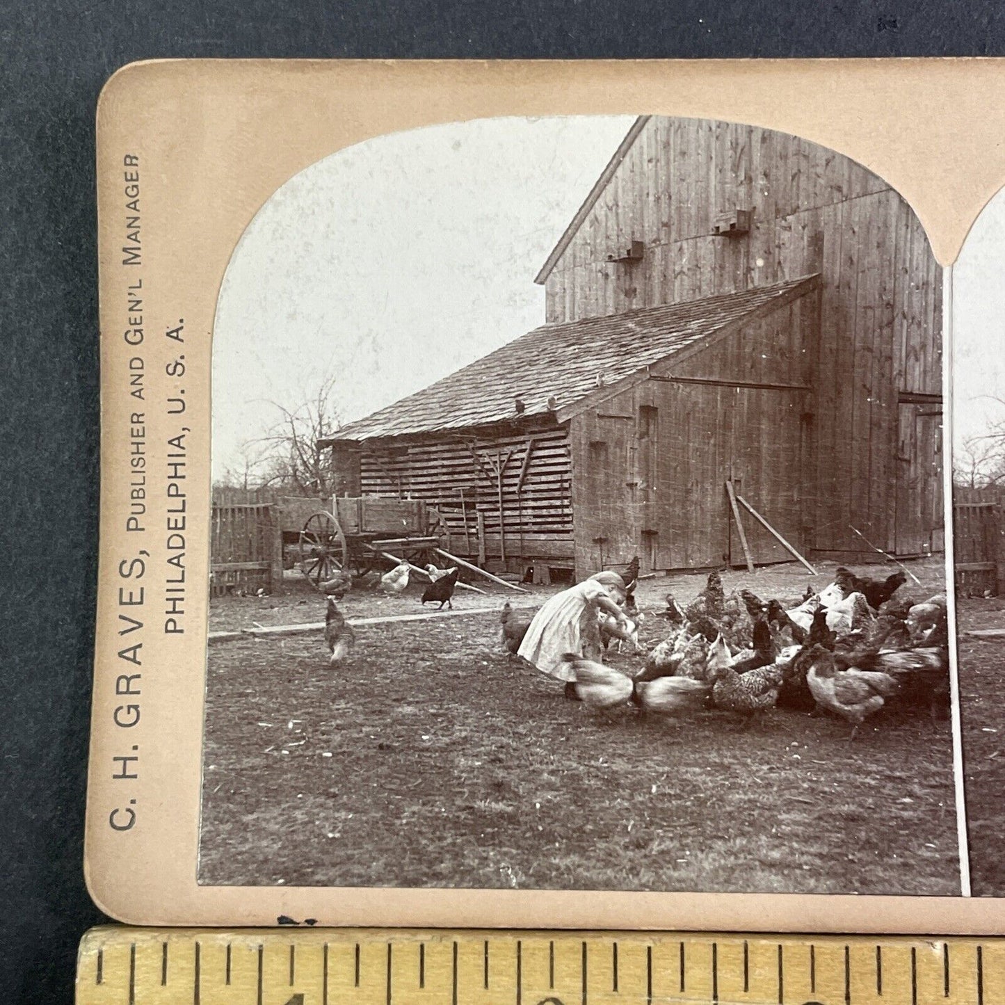 Little Girl Feeding Chickens Midwest US Farm Stereoview Antique c1892 X3230