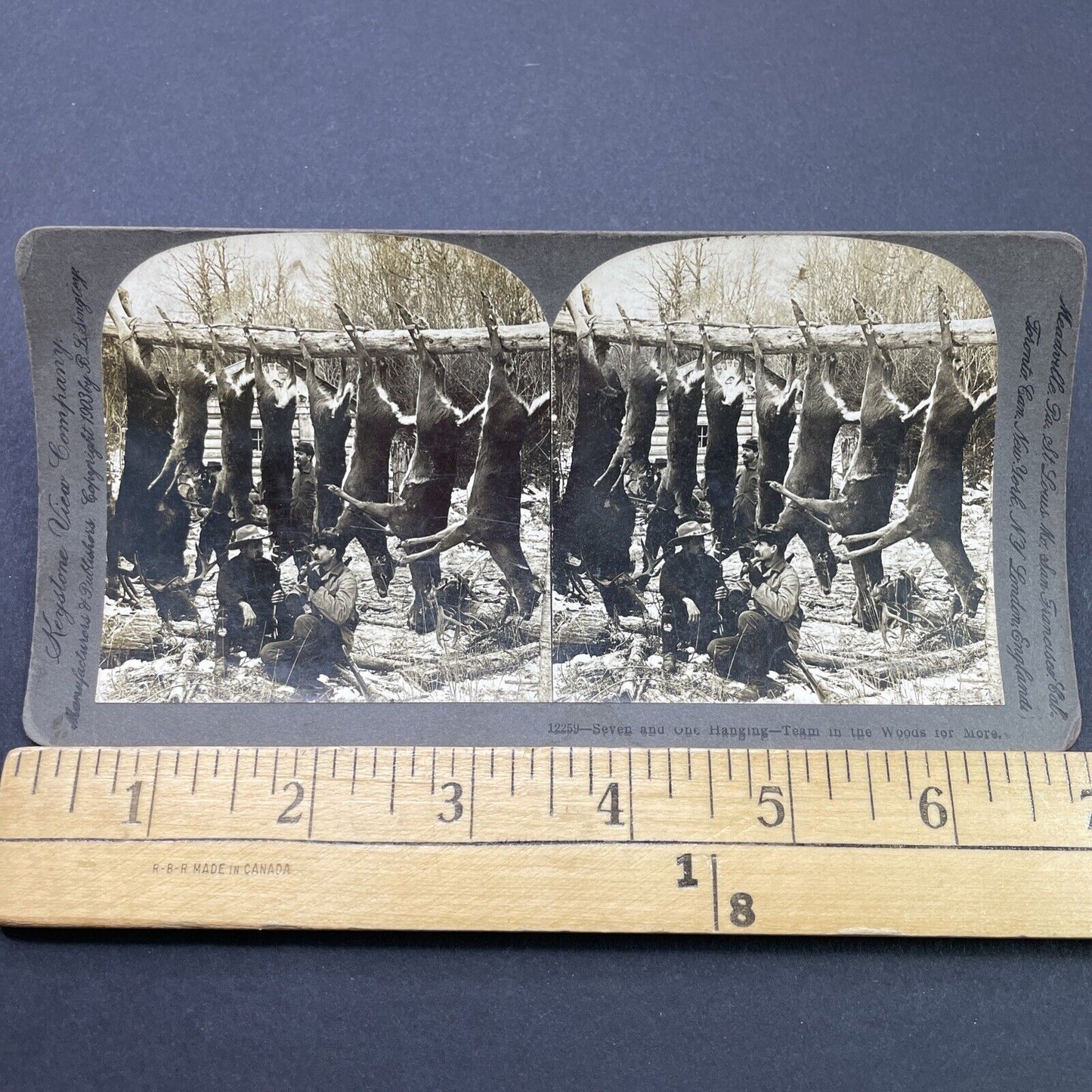 Antique 1903 Deer And Moose Hunting In Maine Stereoview Photo Card P2667