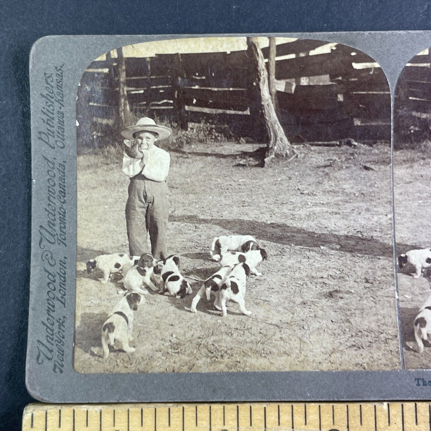 Boy Blows Fox Hunting Bugle With Puppies Stereoview Kansas Antique c1903 X3128