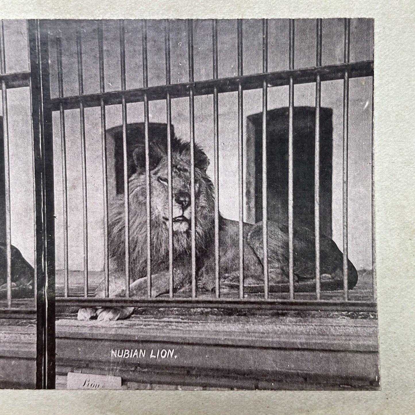 Antique 1880s Extinct Barbary Lion At The London Zoo Stereoview Photo Card P1681