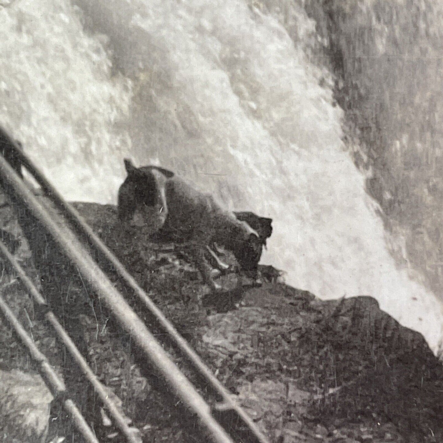 Dog at the Top Edge of Niagara Falls Stereoview C.L. Wasson Antique c1905 Y3005