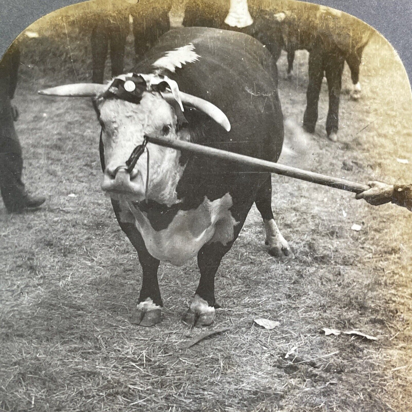 Champion Hereford Bull Toronto Exhibition Stereoview Improver c1909 Y2760