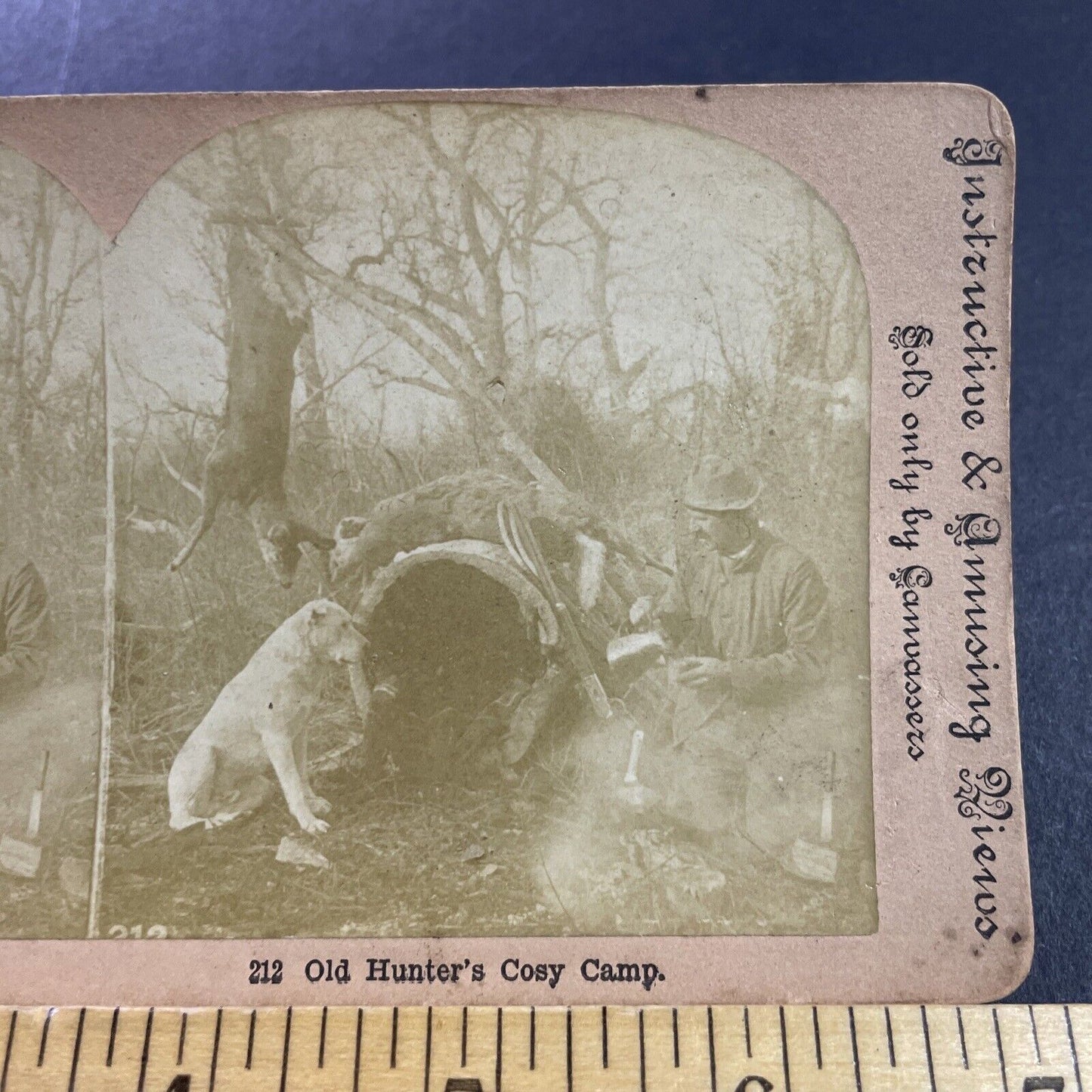 Antique 1880s A Pitbull Deer Hunting Dog And Hunter Stereoview Photo Card P4046