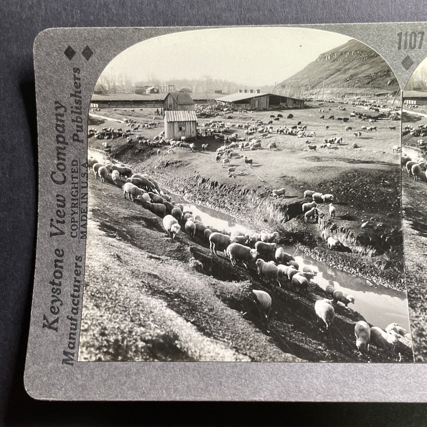 Antique 1935 Sheep Farm Near Moscow Idaho Stereoview Photo Card P1702