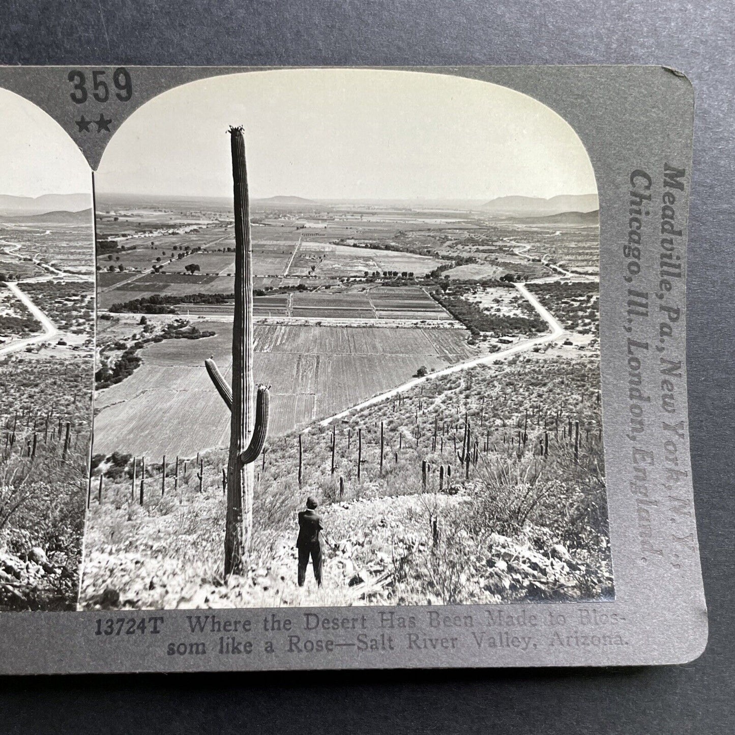 Antique 1918 Salt River Valley Cactus Arizona Stereoview Photo Card P1545