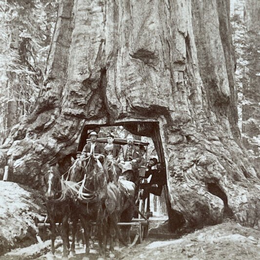 Antique 1894 Horse & Buggy Drive Through Giant Tree Stereoview Photo Card V3289