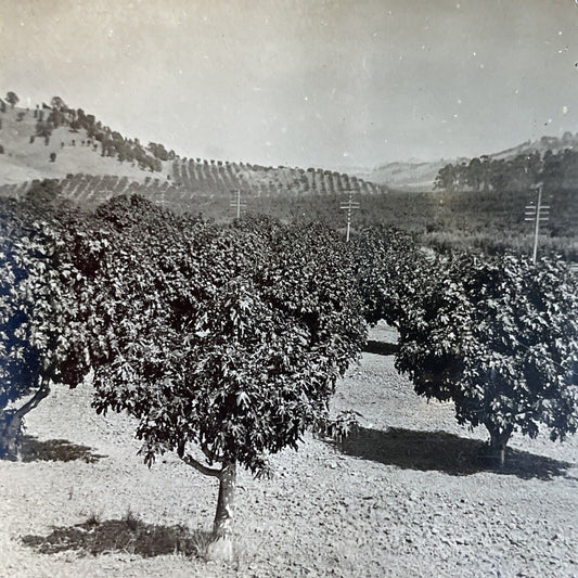 Antique 1920s Fig Orchard Near Yuba City CA Stereoview Photo Card P3733