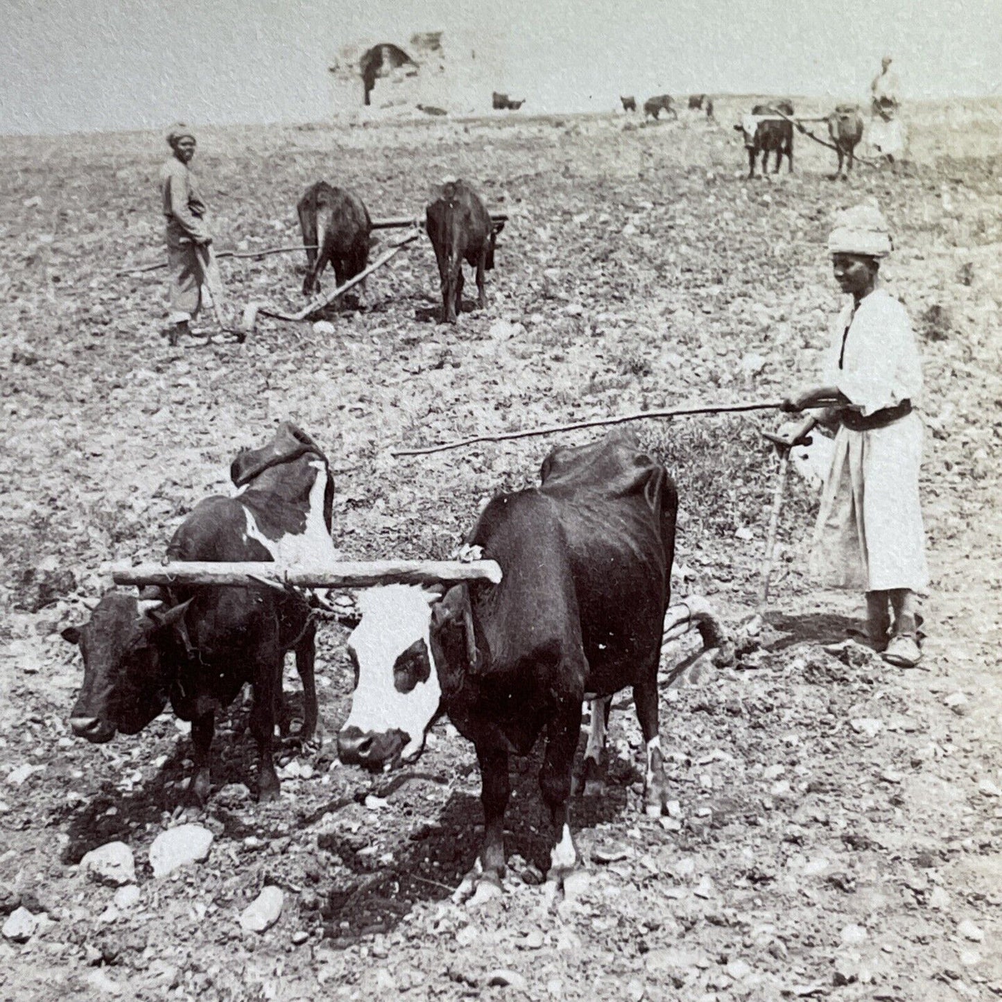 Antique 1900 Farming In Ayalon Israel Palestine Stereoview Photo Card P1704