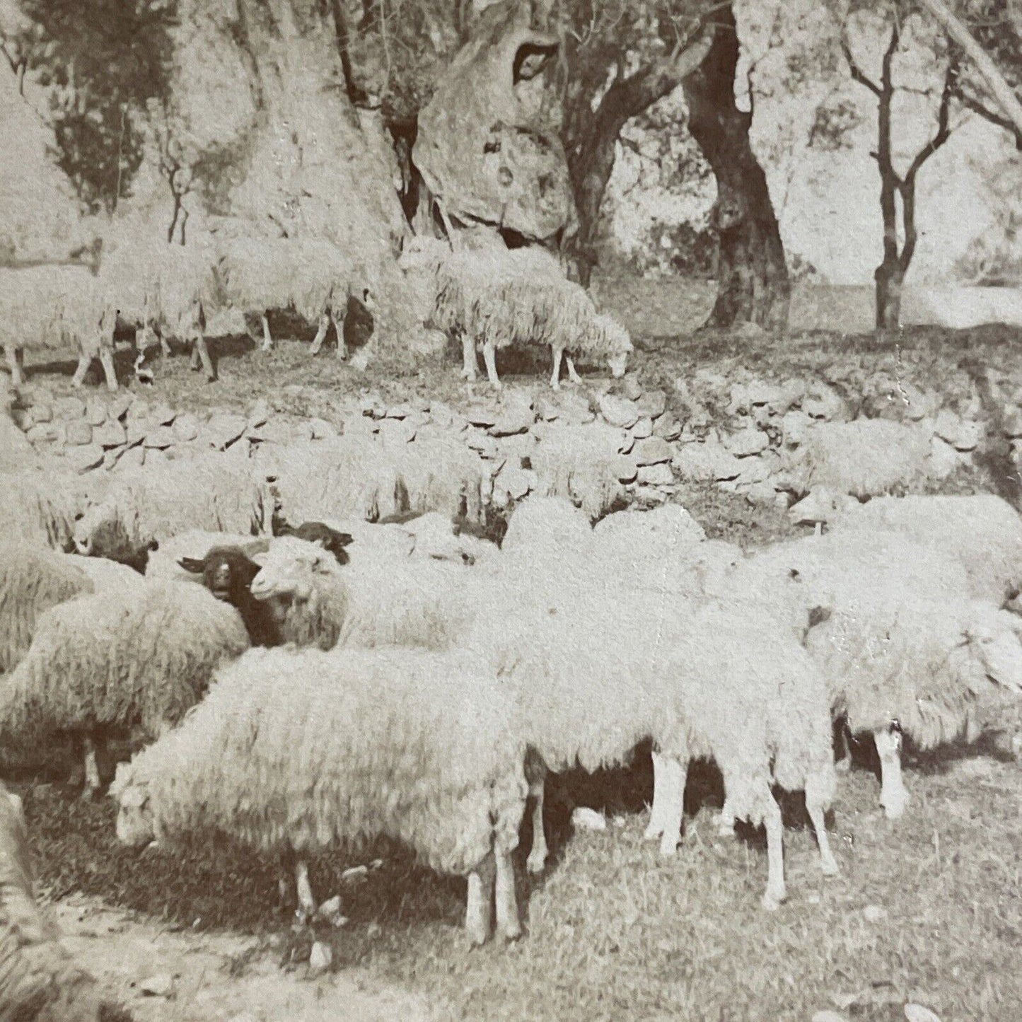 Antique 1890s Sheep Eating Olives South Of France Stereoview Photo Card P5080