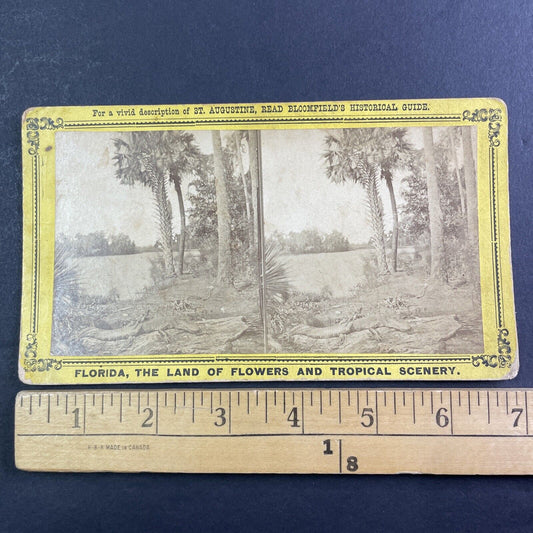 Alligator Sunning Himself St. Johns River Florida Stereoview Antique c1885 Y090