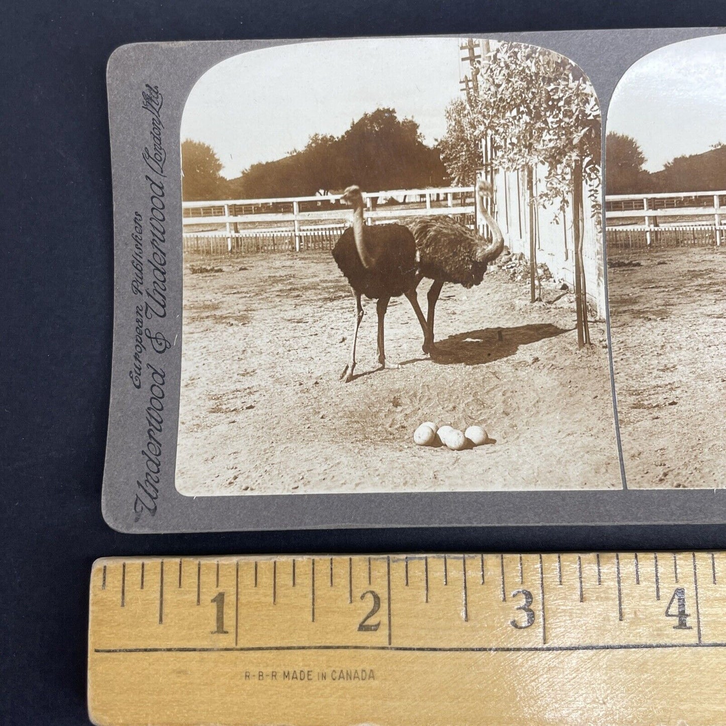 Antique 1908 Ostrich Nest & Eggs California Stereoview Photo Card PC776