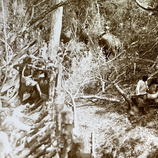 Antique 1905 Elephants Used For Logging Sri Lanka Stereoview Photo Card P1703