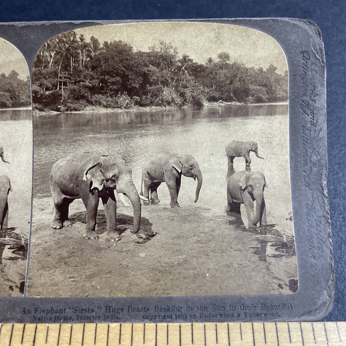 Antique 1902 Elephants In River In Central India Stereoview Photo Card P4361