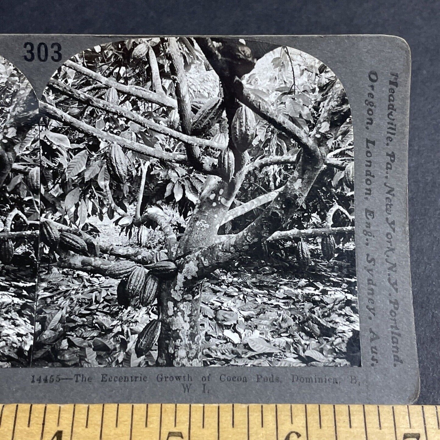 Antique 1910s Cocoa Beans Fruit Dominica BWI Stereoview Photo Card P3652