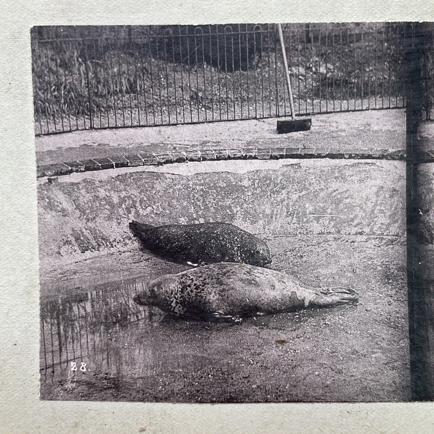 Antique 1880s Seals Without Water At London Zoo Stereoview Photo Card P1681
