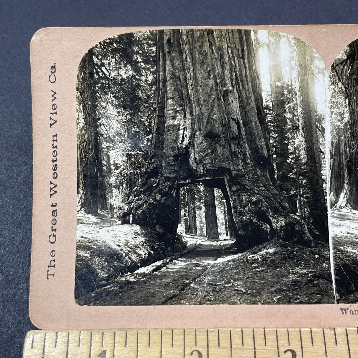 Antique 1896 Wawona Tunnel Tree Giant Sequoia CA Stereoview Photo Card V2120