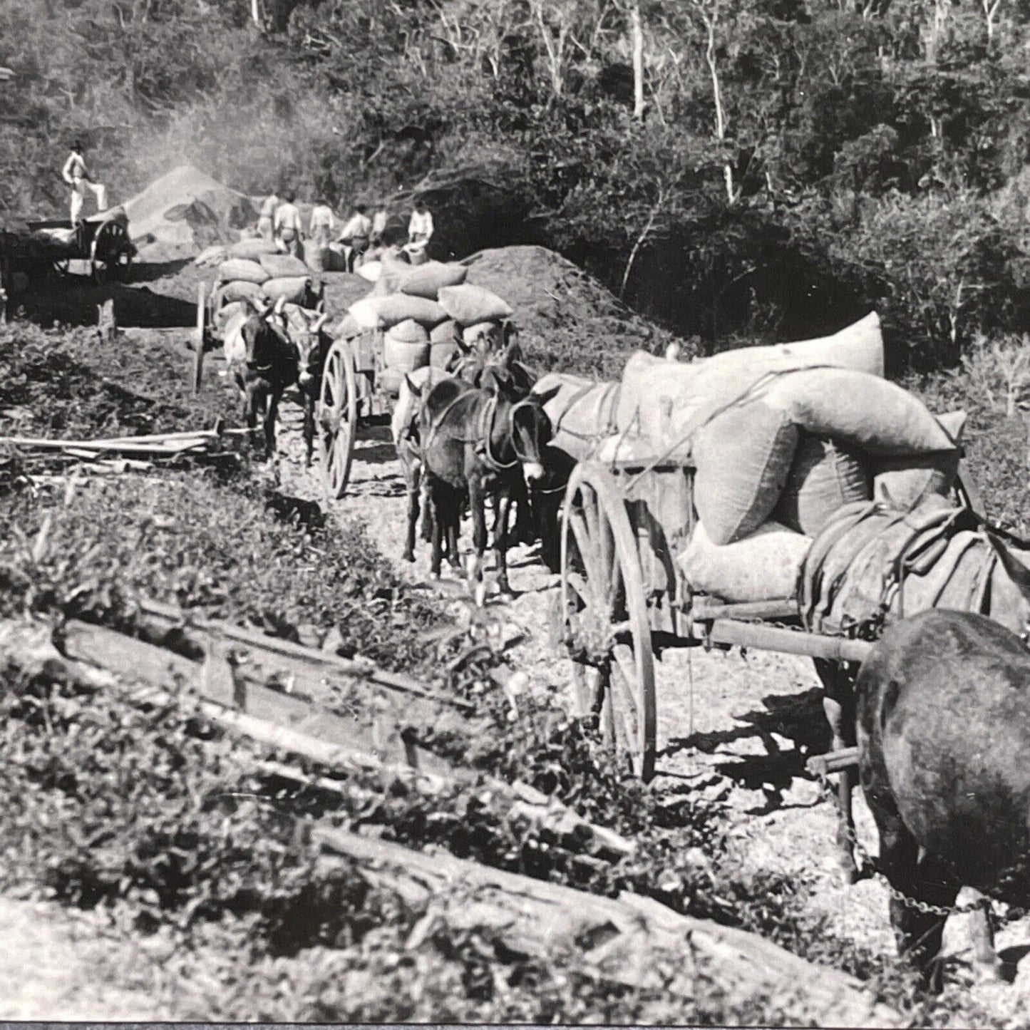 Antique 1918 Coffee Plantation Sao Paolo Brazil Stereoview Photo Card P1772