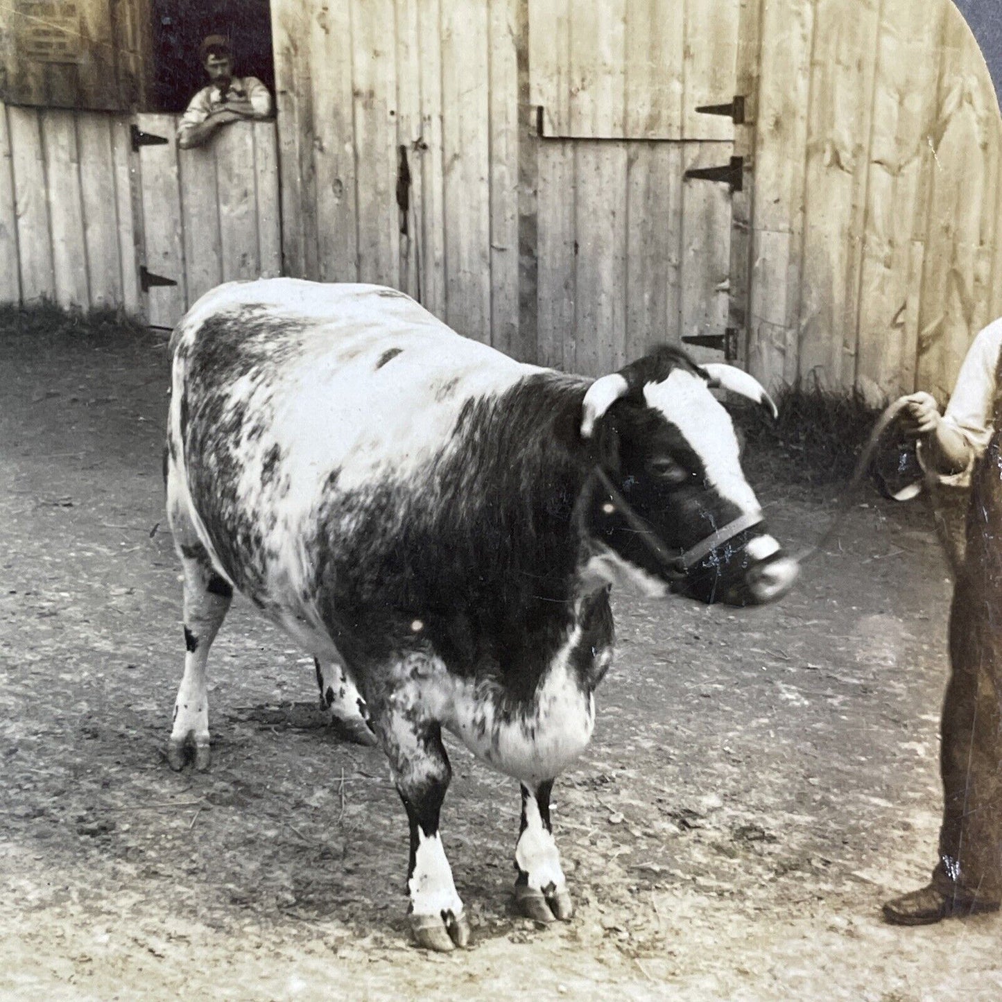 Champion Shorthorn Cow Toronto Exhibition Stereoview Queen Ideal c1909 Y2747