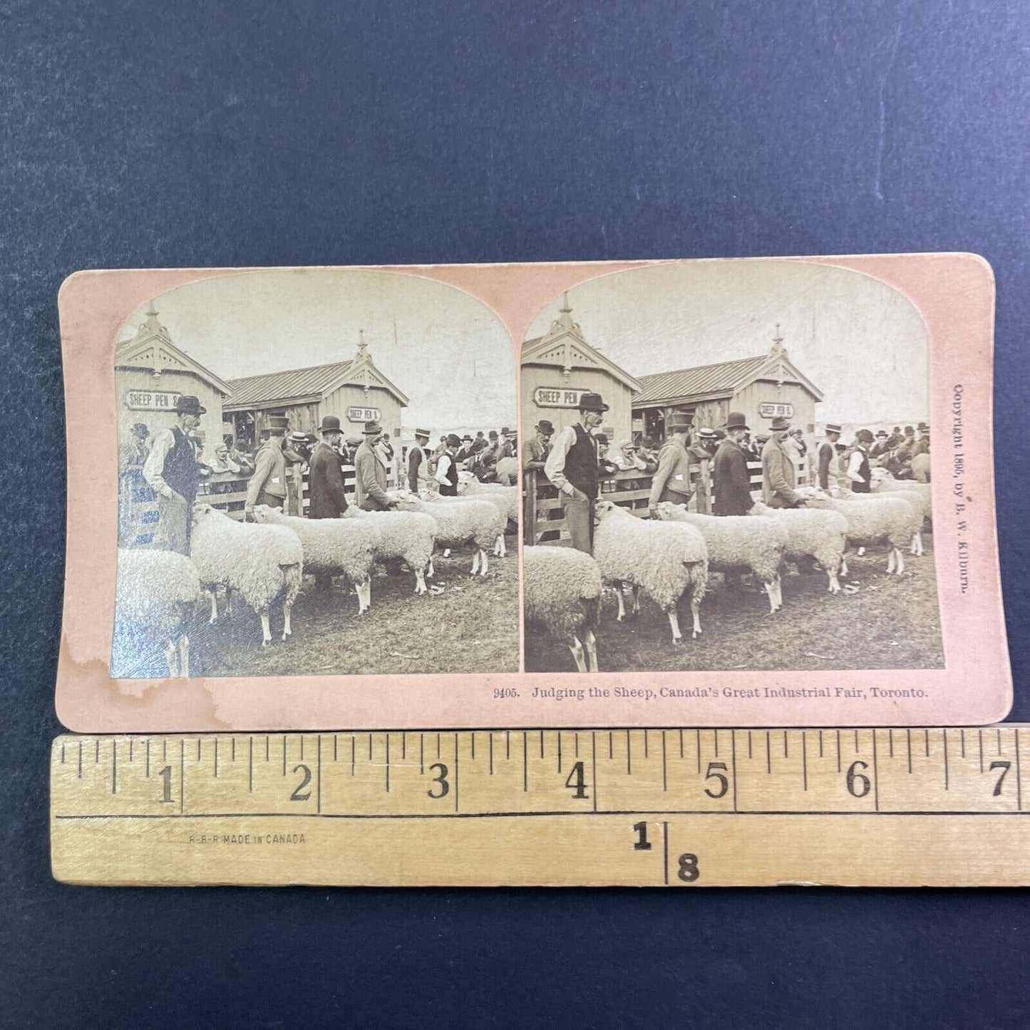 Exhibition Place Toronto Ontario Stereoview Sheep Showing Antique c1895 X2465
