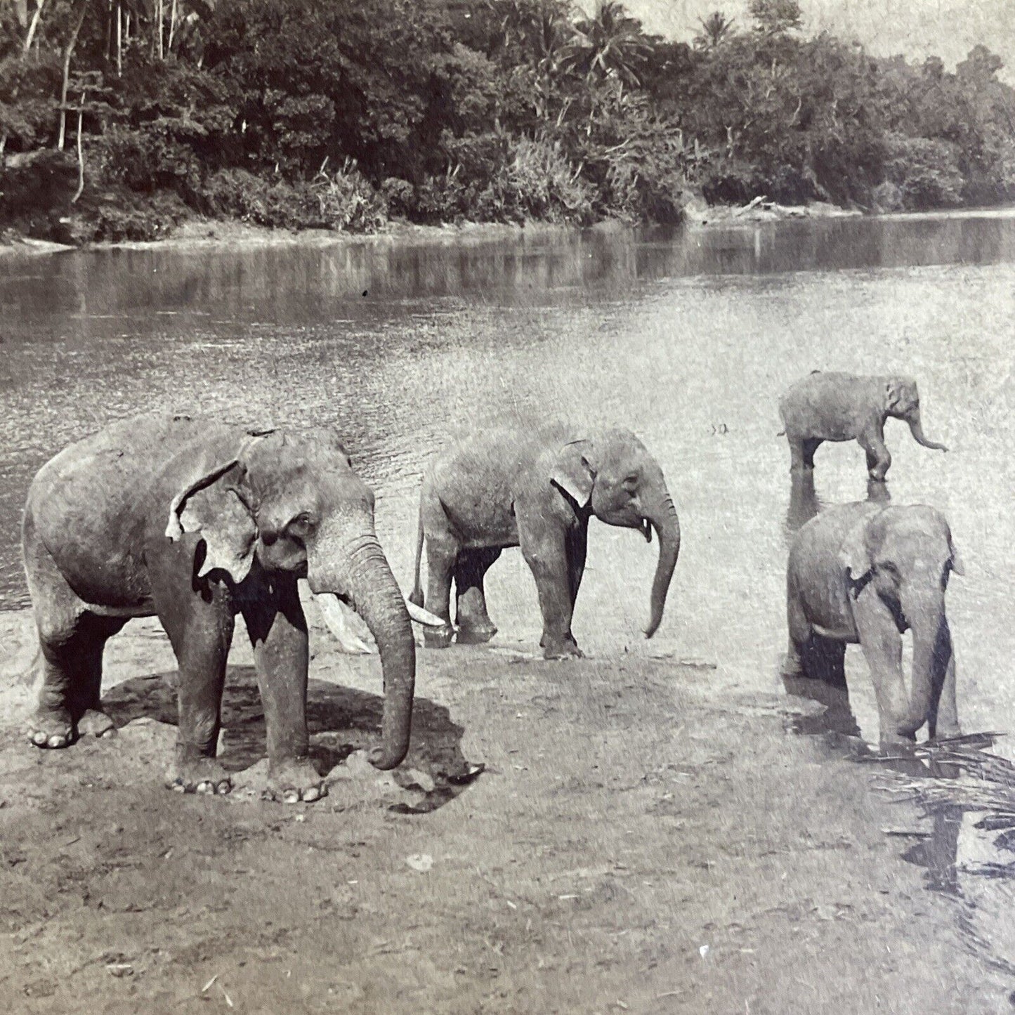 Antique 1902 Elephants In River In Central India Stereoview Photo Card P4361