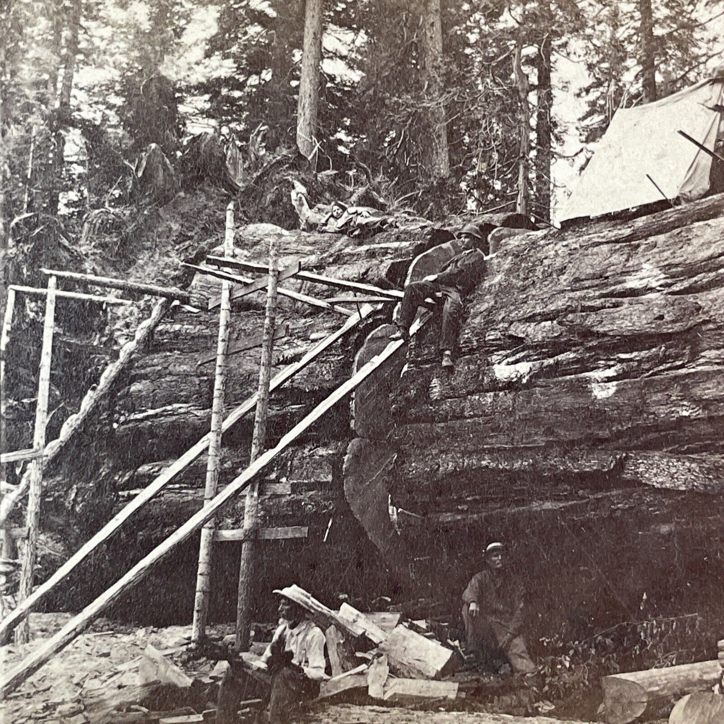 Cutting Giant Sequoia Tree Stereoview Fresno CA J.P. Soule Antique c1870 X3735