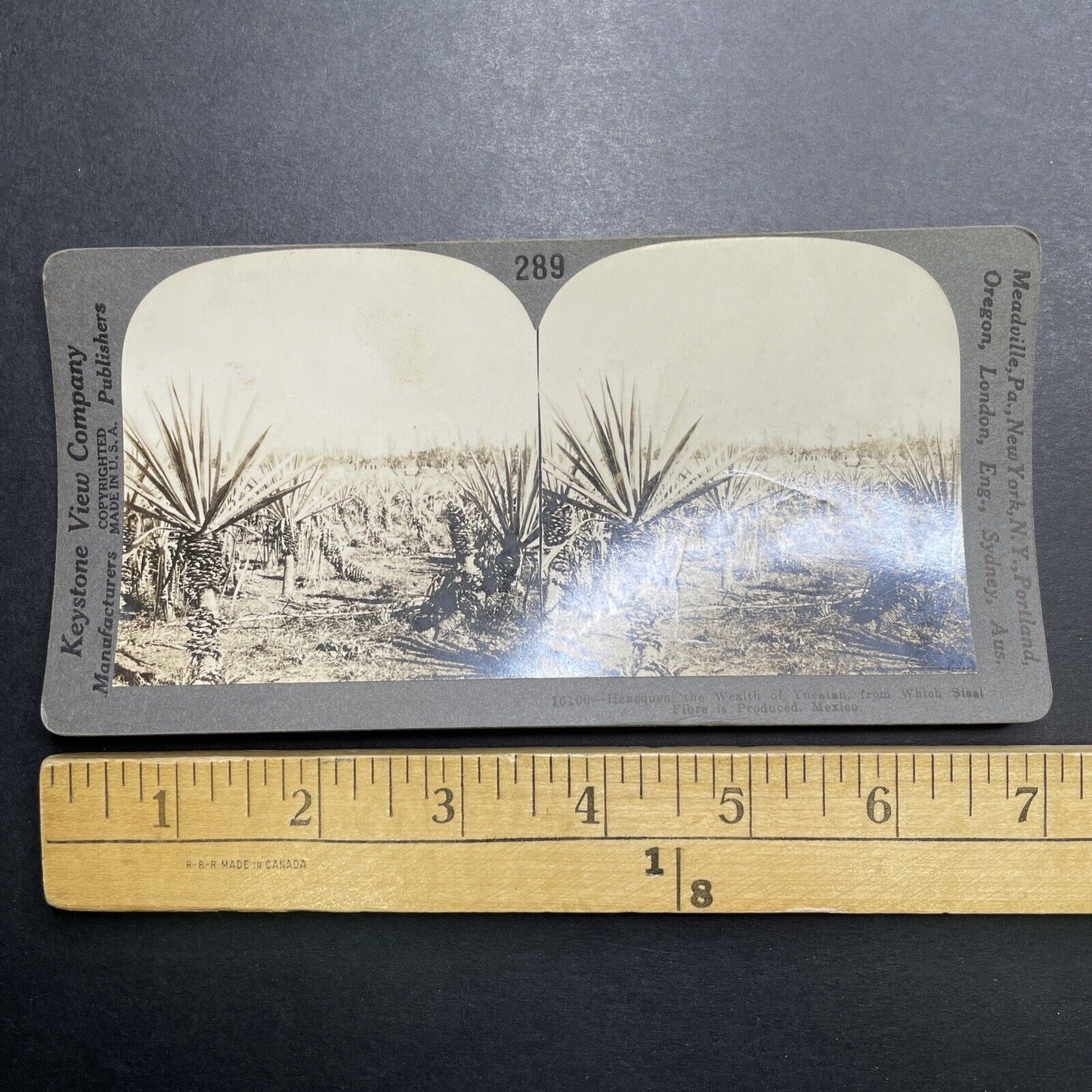 Antique 1903 Agave Farm In Yucatan Mexico Stereoview Photo Card P1211