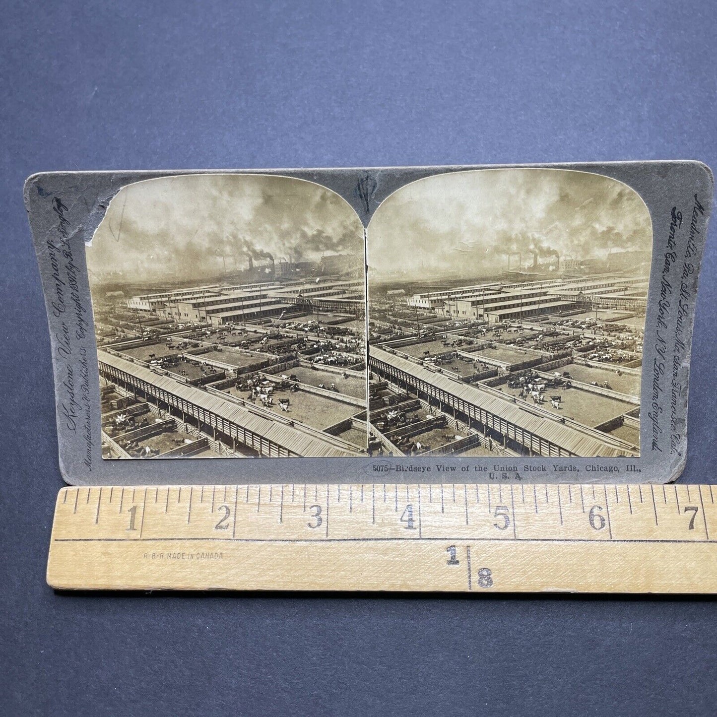 Antique 1897 Cattle Stockyards Chicago *GRAFFITI* Stereoview Photo Card P1842