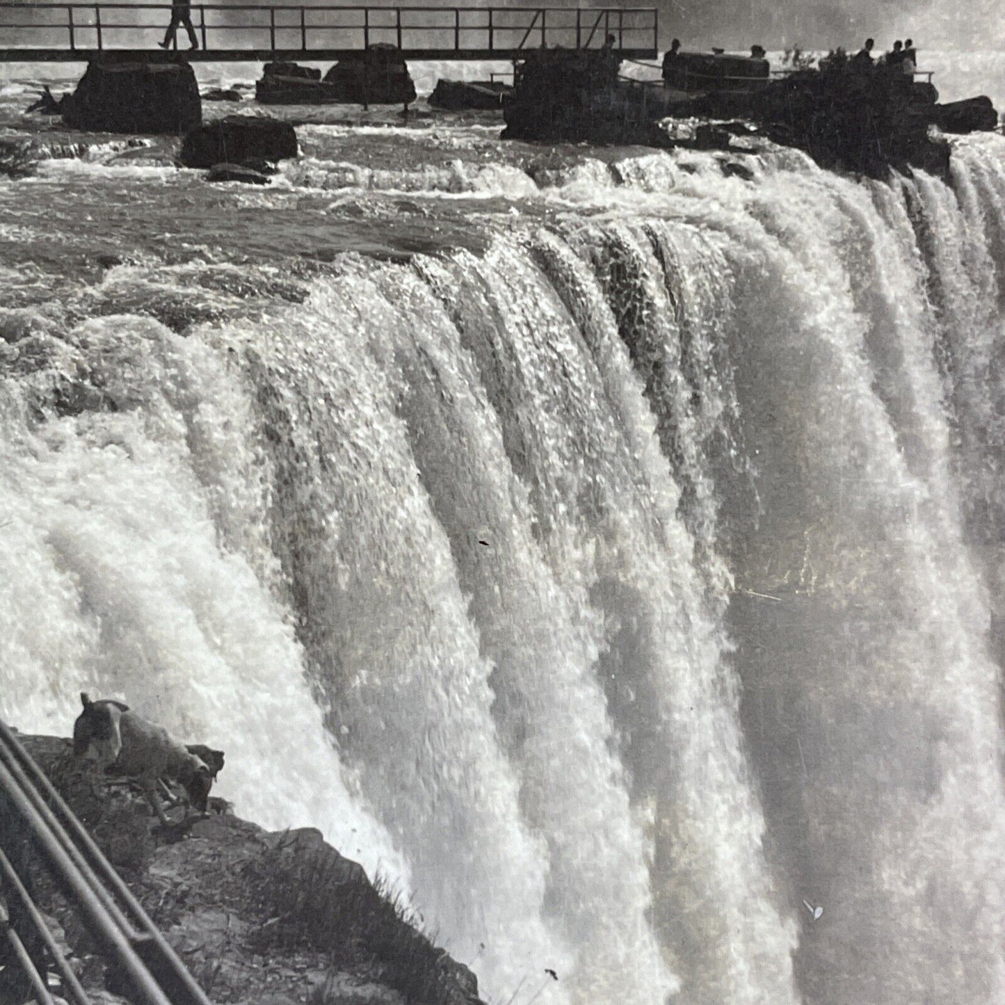 Dog at the Top Edge of Niagara Falls Stereoview C.L. Wasson Antique c1905 Y3005