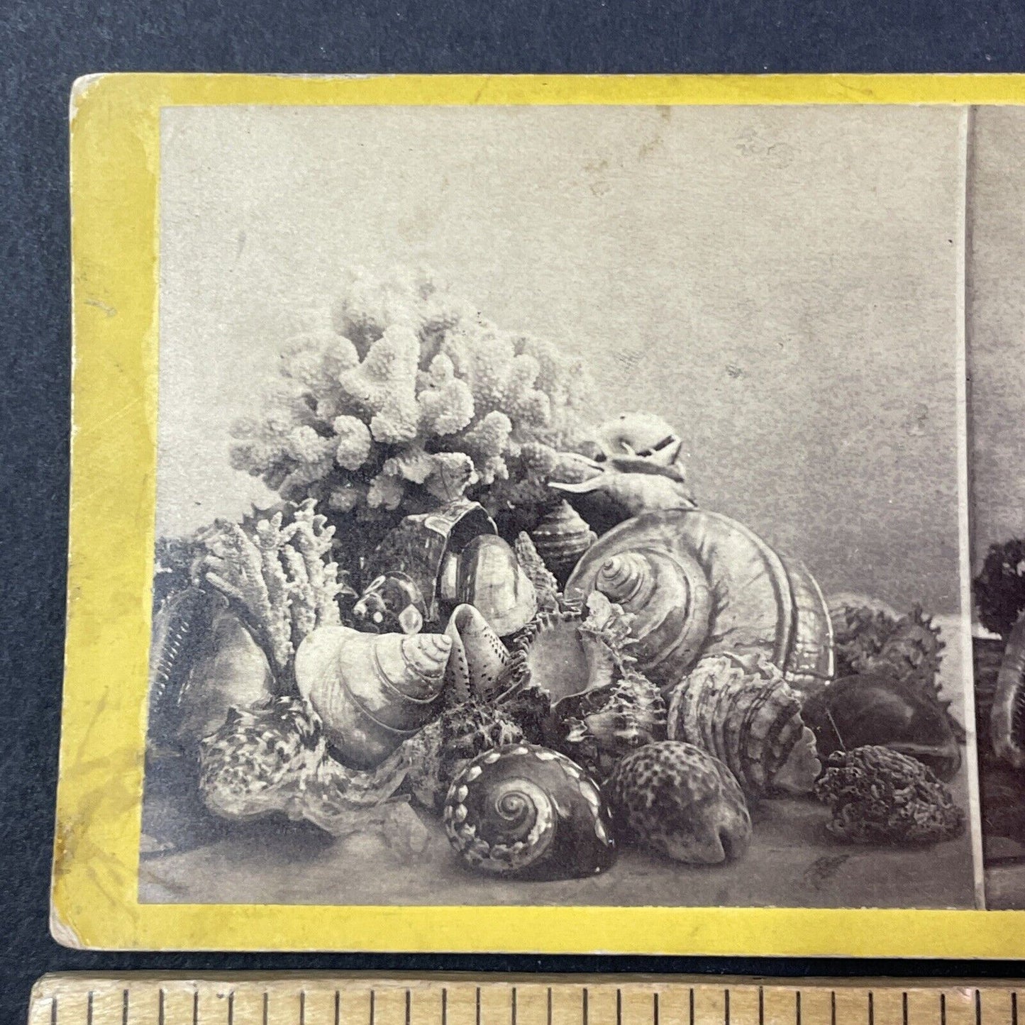 Coral And Giant Sea Sheels Stereoview E&HT Anthony Antique c1870 X2765