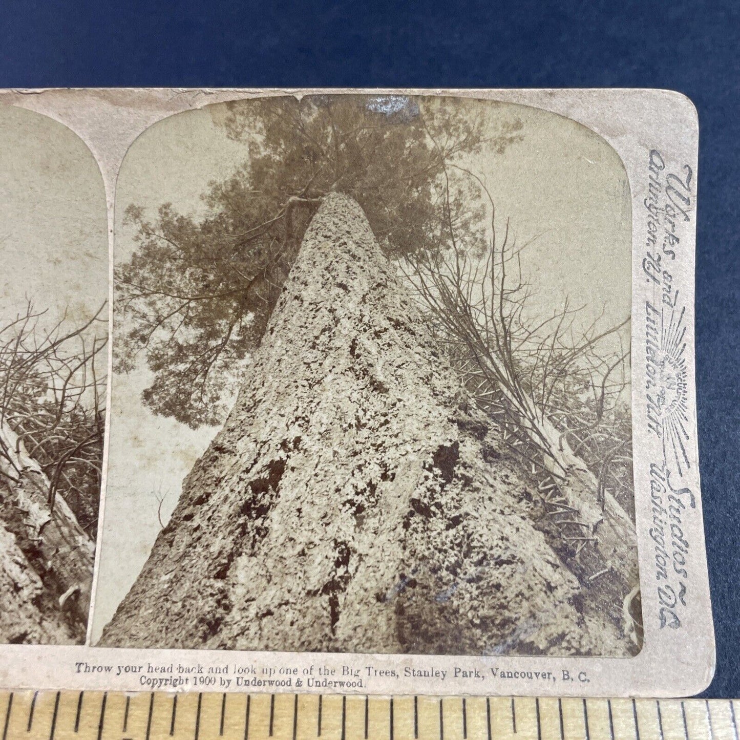 Antique 1900 Giant Pine Tree Stanley Park Vancouver Stereoview Photo Card P3606