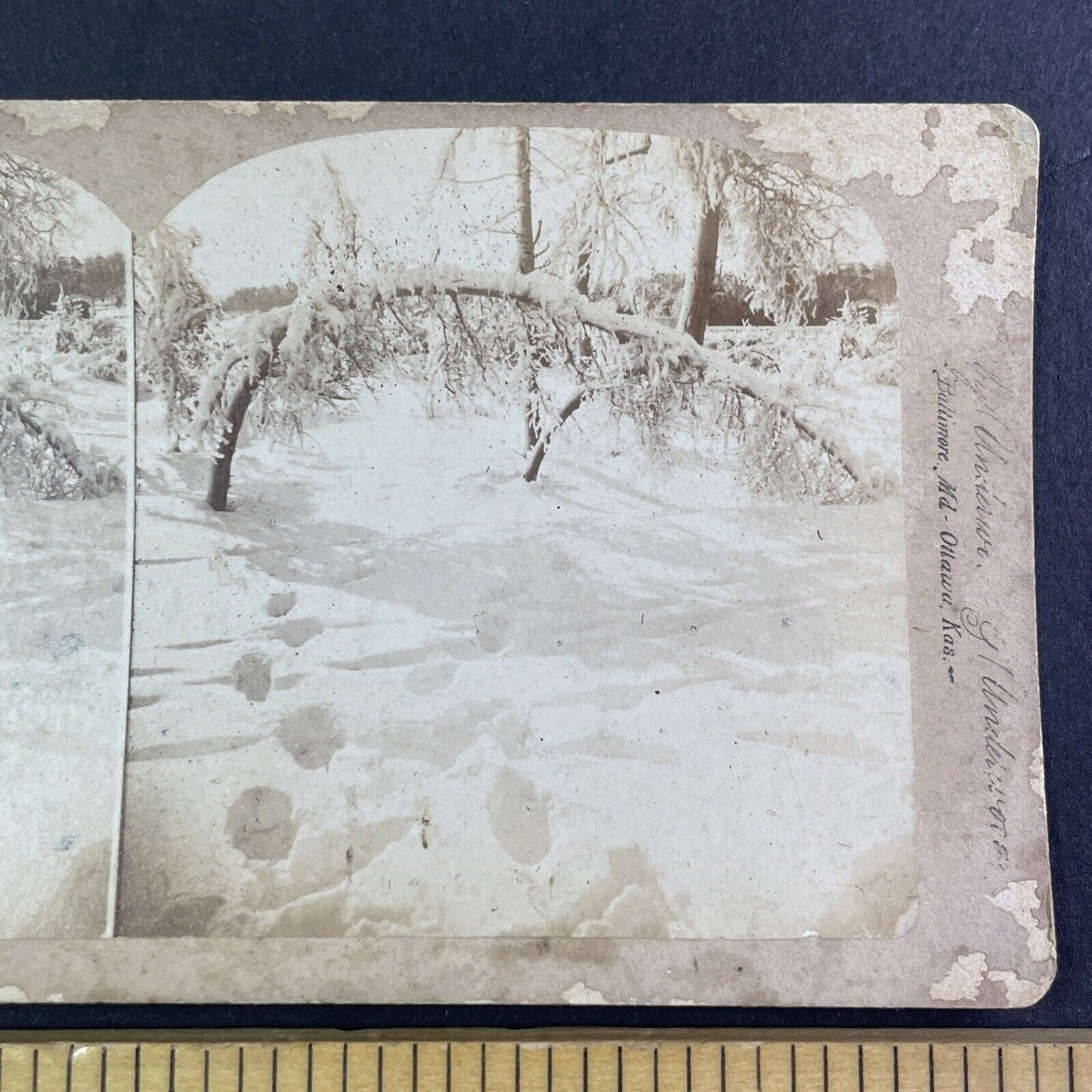 Frozen Ice Grove Luna Island Stereoview Charles Bierstadt Antique c1880 Y2758
