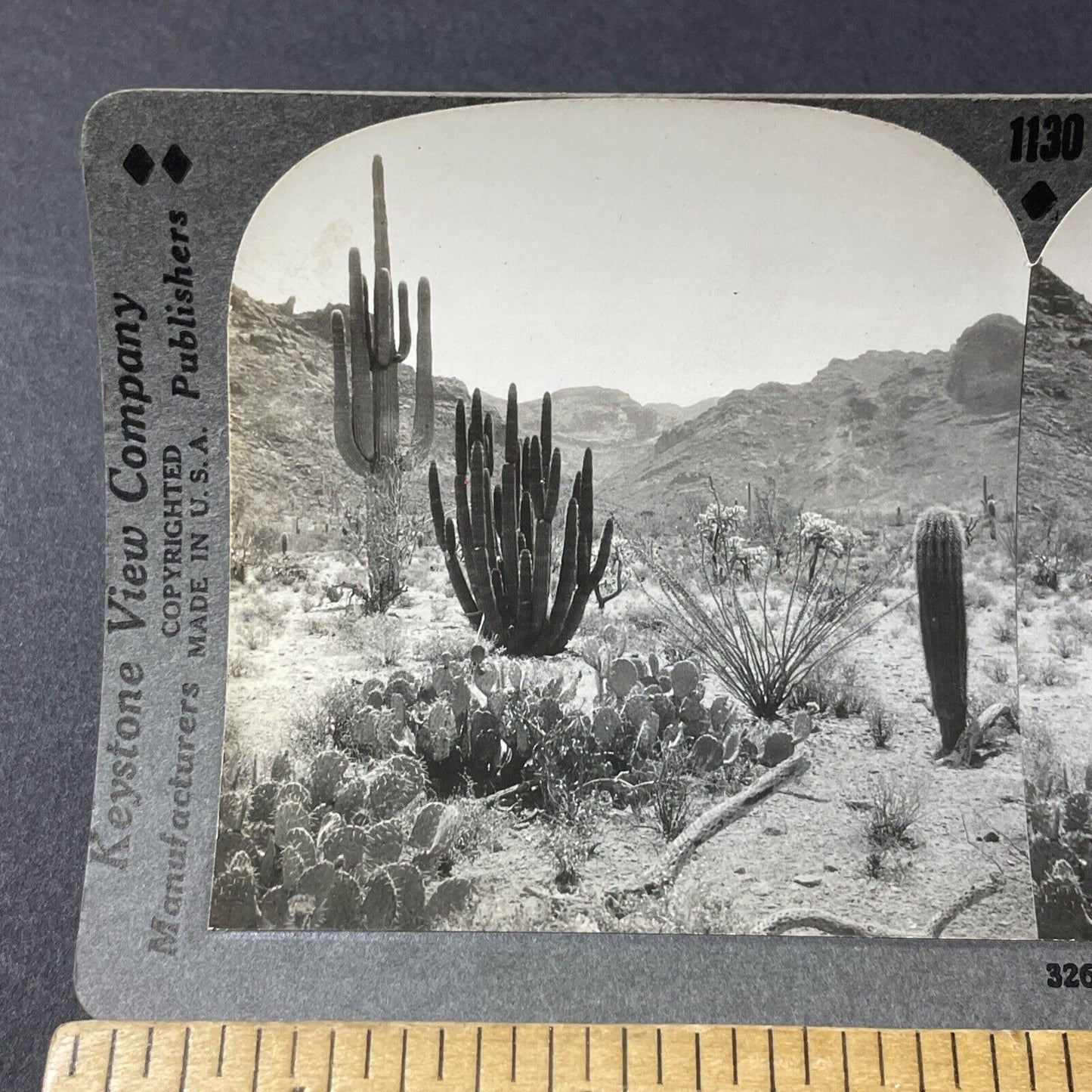 Antique 1920s Cactus Plants Pima County Arizona Stereoview Photo Card V2815