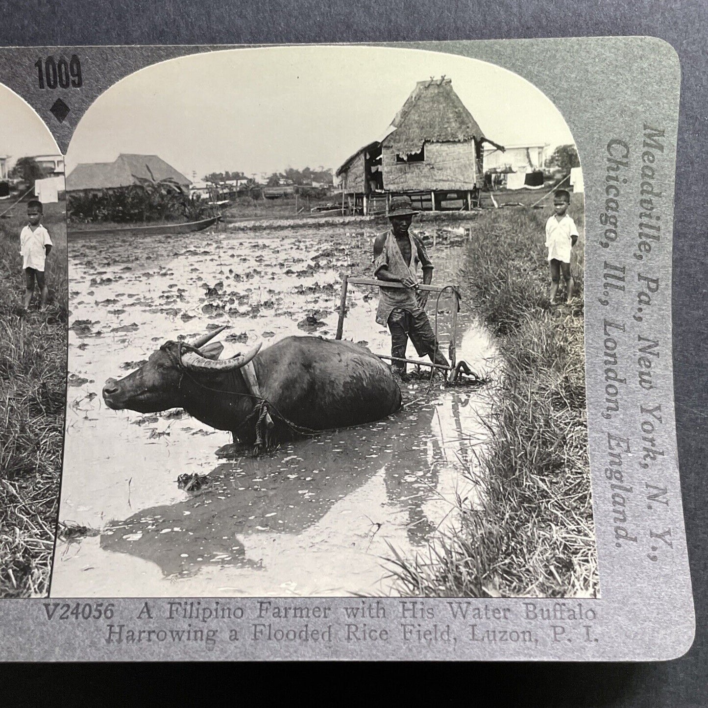 Antique 1918 Water Buffalo Stuck In Mud Philippines Stereoview Photo Card P1572