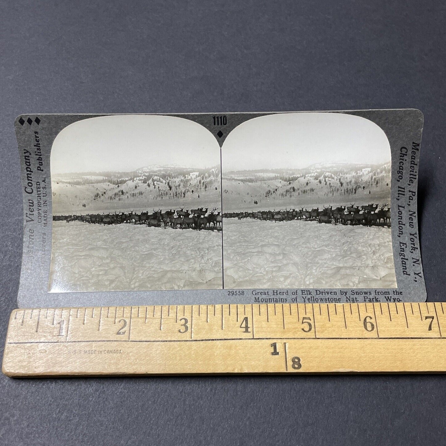 Antique 1910s Herd Of Elk In Deep Snow Wyoming Stereoview Photo Card V2657