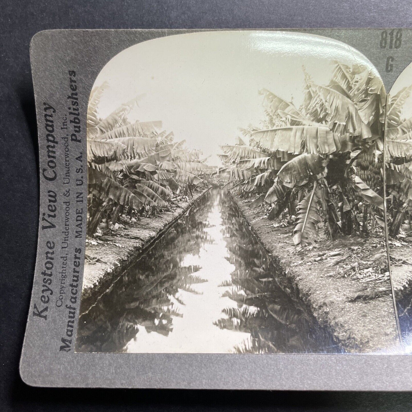 Antique 1909 Banana Plantation In Hawaii USA Stereoview Photo Card P1444