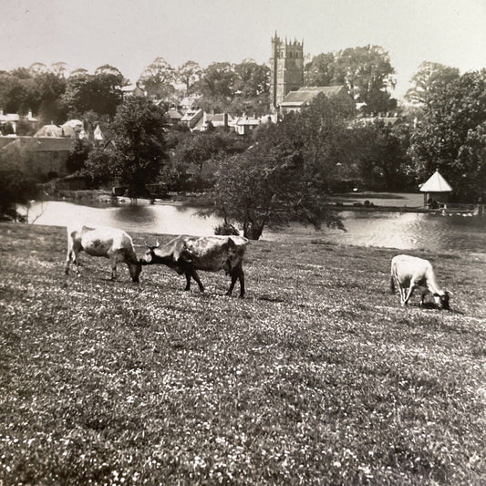 Antique 1918 Cattle In Carisbrooke Isle Of Wight Stereoview Photo Card P1438