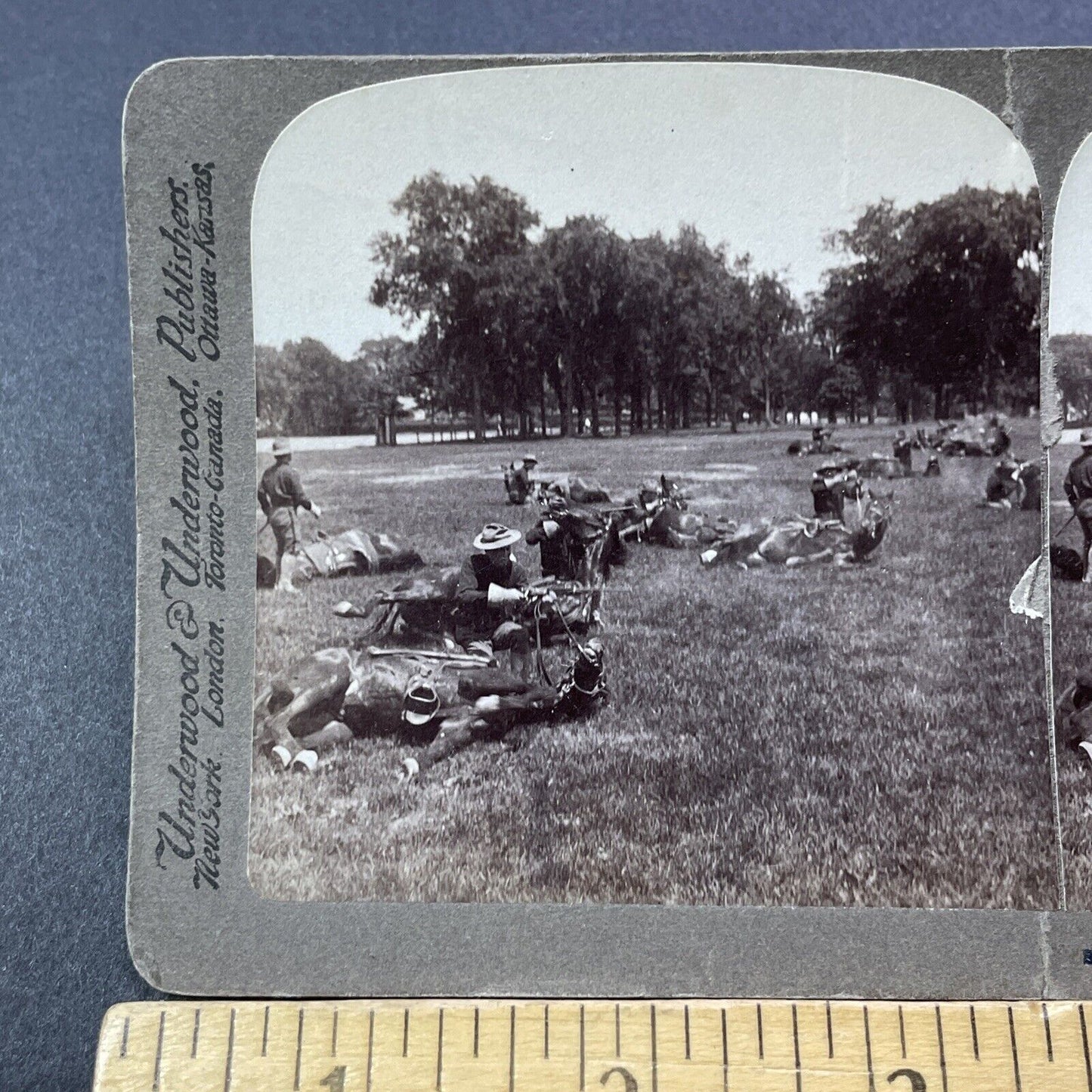 Antique 1901 US Cavalry Trains Horses To Play Dead Stereoview Photo Card V3275