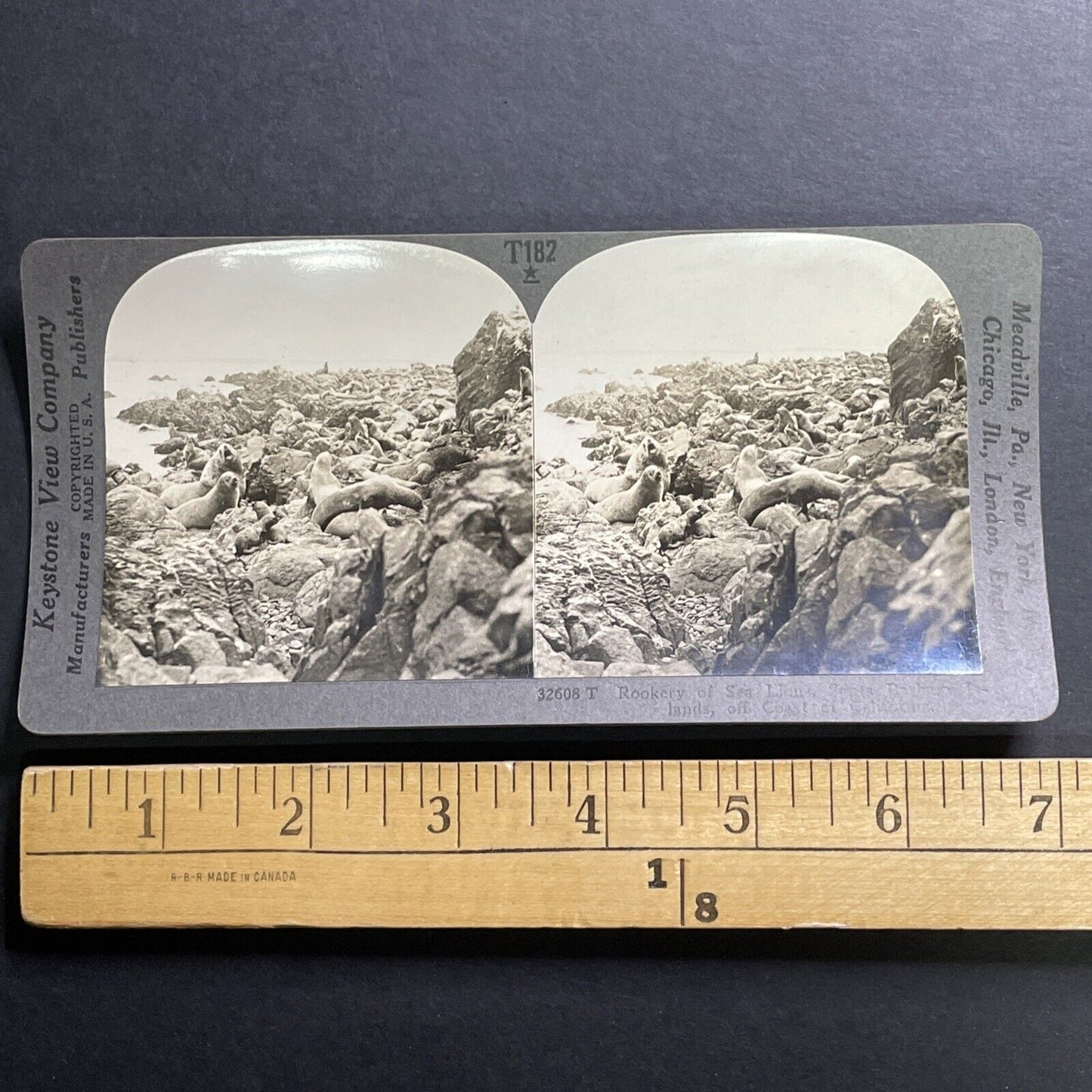 Antique 1918 Sea Lions In Santa Barbara California Stereoview Photo Card P1459