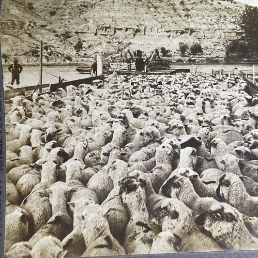 Antique 1905 Cowboys Herd Sheep In Montana Stereoview Photo Card P1270