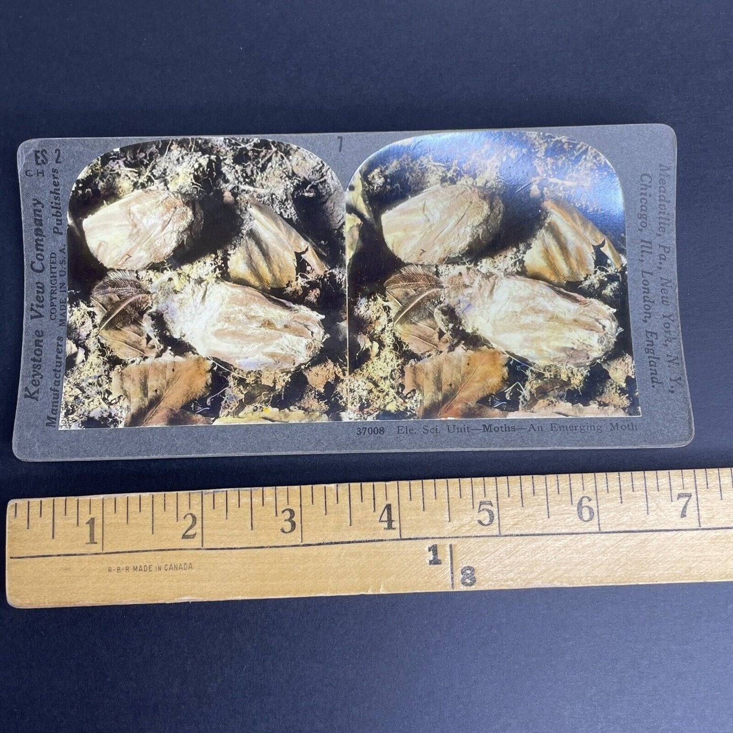 Antique 1908 A Moth Emerging From A Cocoon Stereoview Photo Card PC783