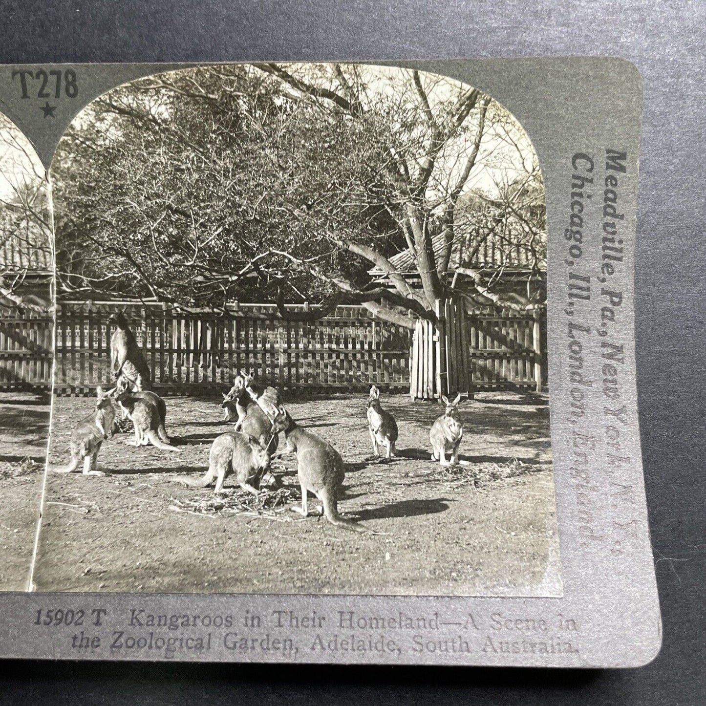 Antique 1918 Kangaroos In Adelaide Australia Stereoview Photo Card P1357