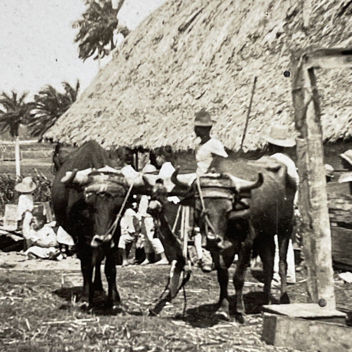 Antique 1910s Farmers Plow Fields Havana Cuba Stereoview Photo Card P4212