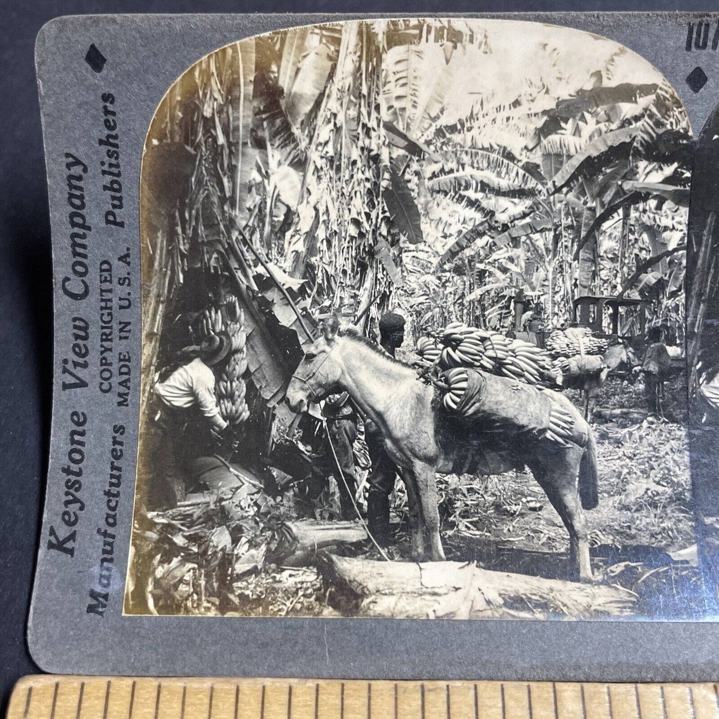 Antique 1920s A Donkey Loaded With Bananas Stereoview Photo Card P4911