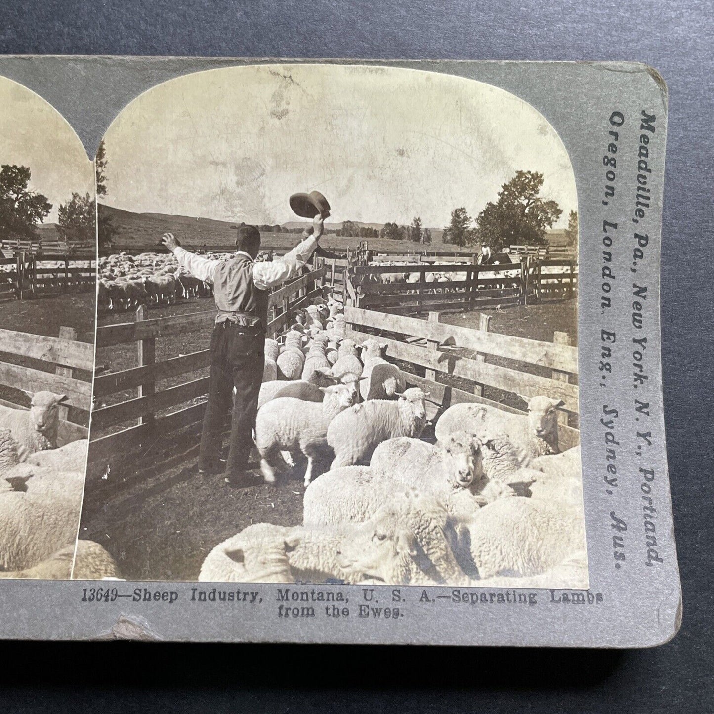 Antique 1905 Cowboys Herd Sheep In Montana Stereoview Photo Card P1272