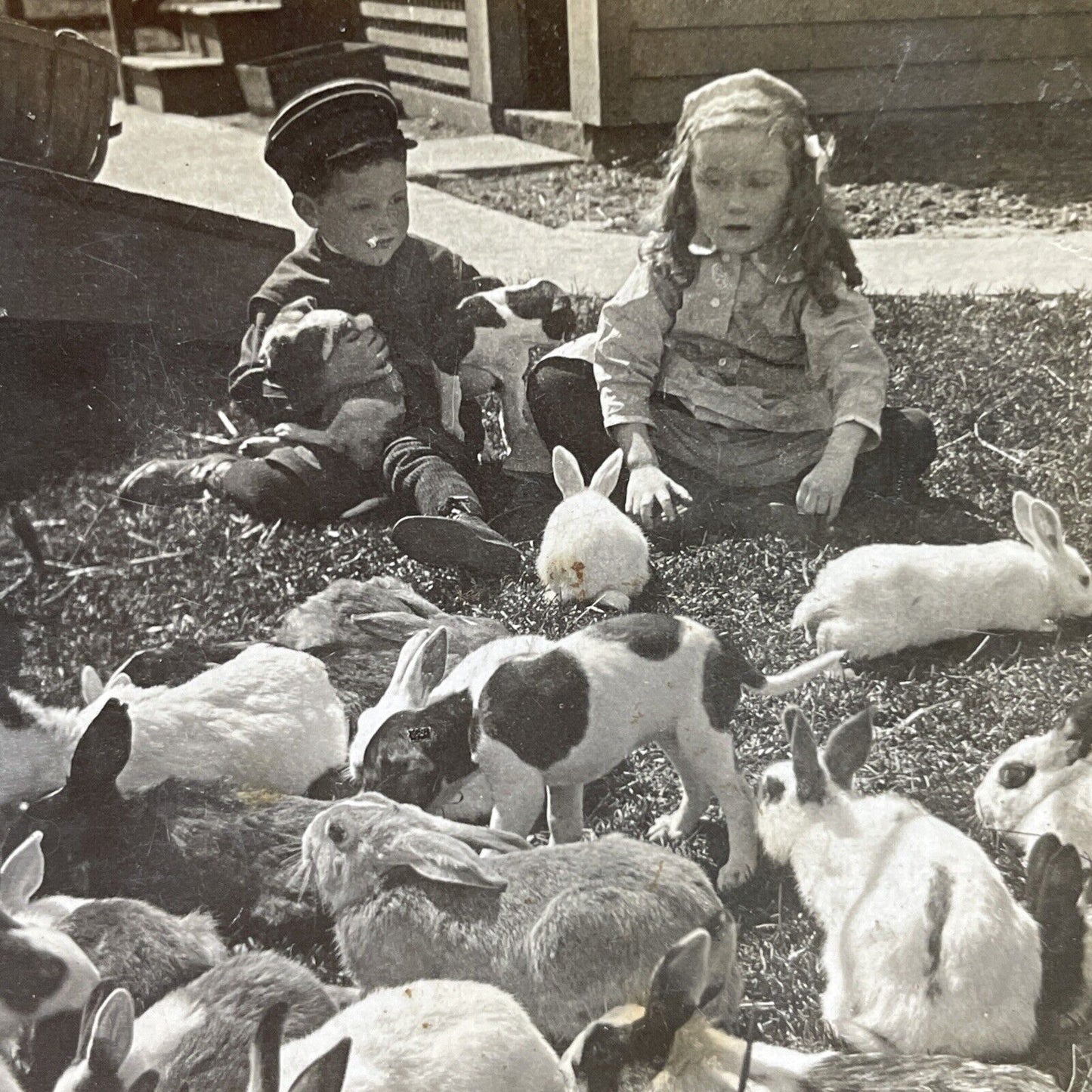 Antique 1907 Children On A Rabbit Farm Stereoview Photo Card P2638