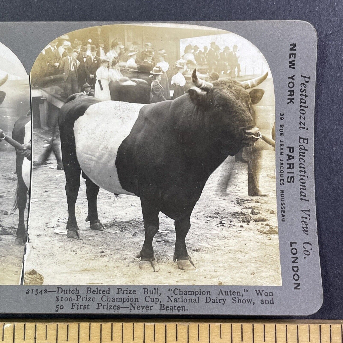 Winning Dutch Belted Bull Stereoview Champion Auten Antique c1909 Y2743