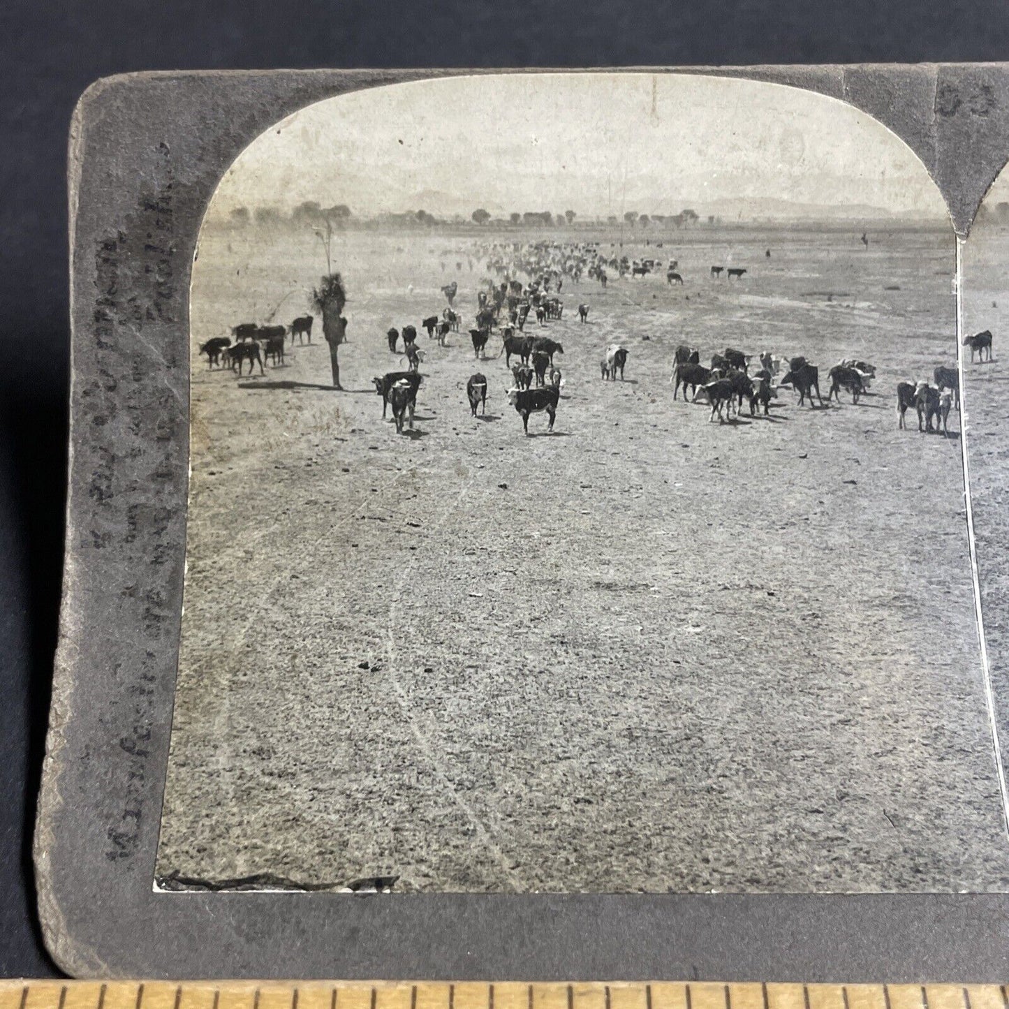 Antique 1910s Sierra Bonita Ranch Arizona Stereoview Photo Card P4313