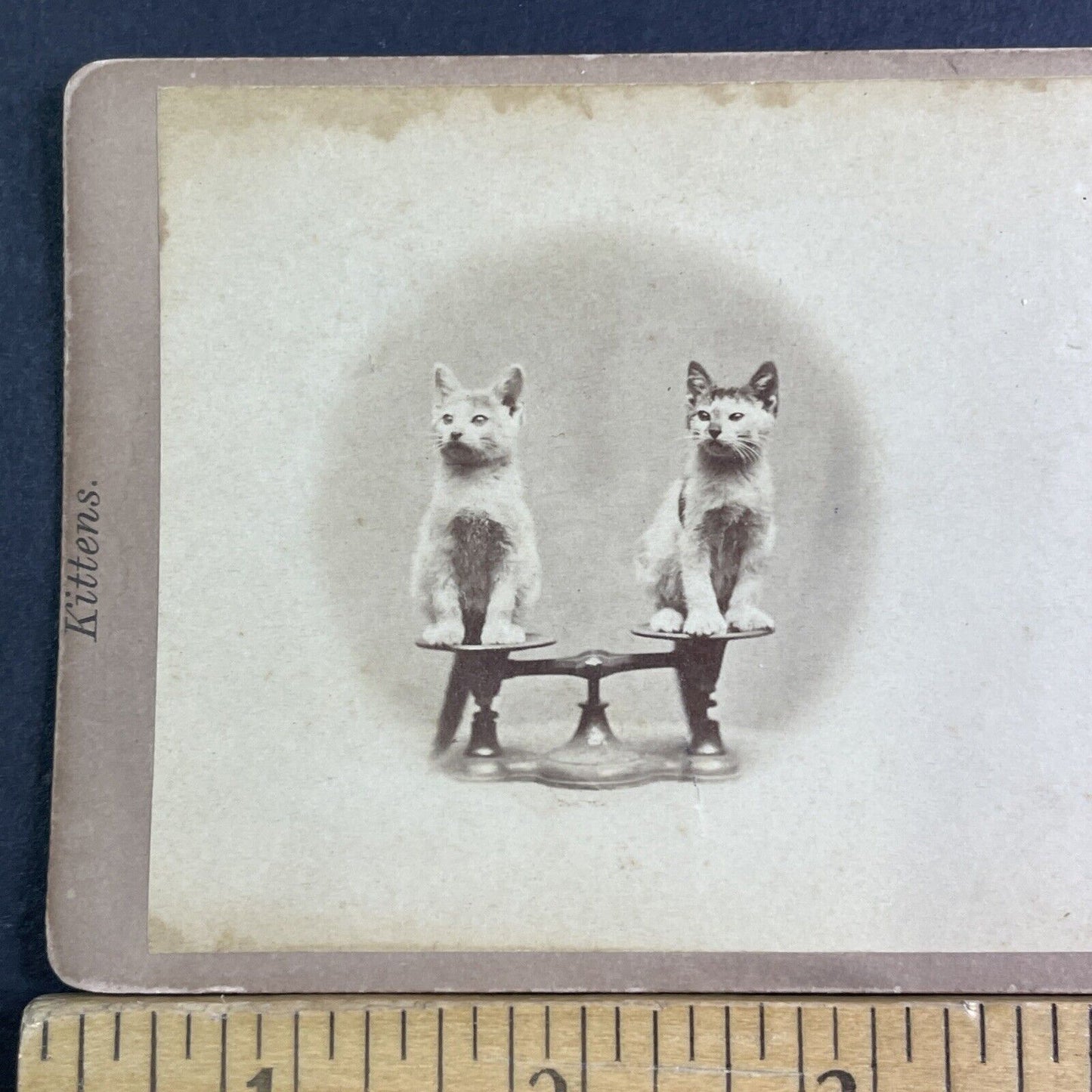 JP Soule's Cats Kittens on a Scale Stereoview John P. Soule Antique c1871 X3859